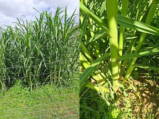 Klein Karoo Jancao Grass 10