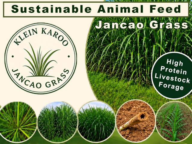 Klein Karoo Jancao Grass 2 1