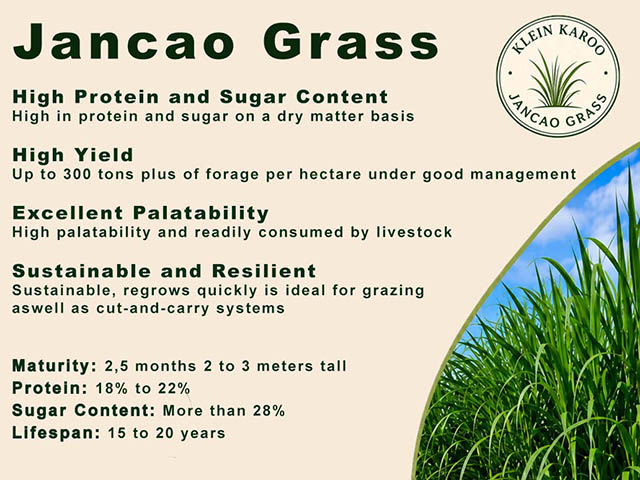 Klein Karoo Jancao Grass 3
