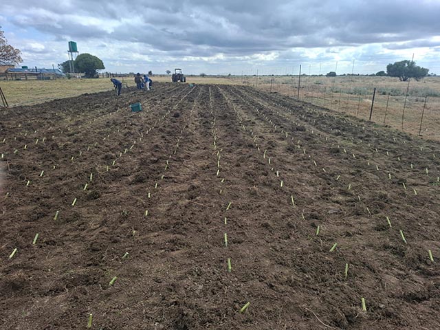 Klein Karoo Jancao Grass 4