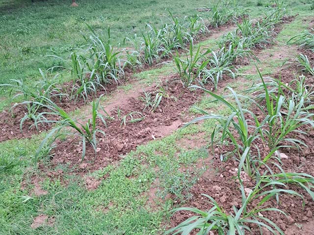 Klein Karoo Jancao Grass 6