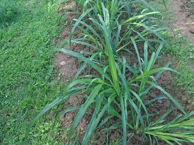 Klein Karoo Jancao Grass 7