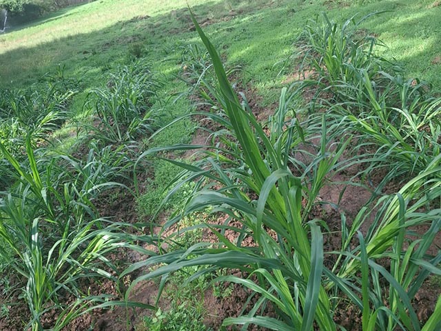 Klein Karoo Jancao Grass 8