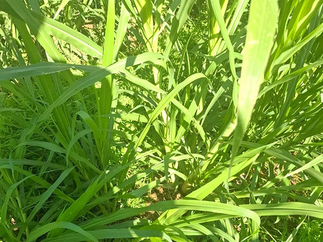 Klein Karoo Jancao Grass 9