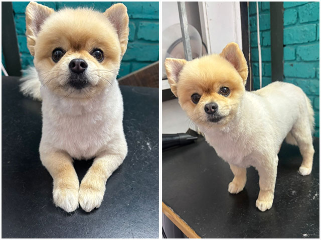 Mossel Bay Doggy Parlour Dogmatrix 2025 03