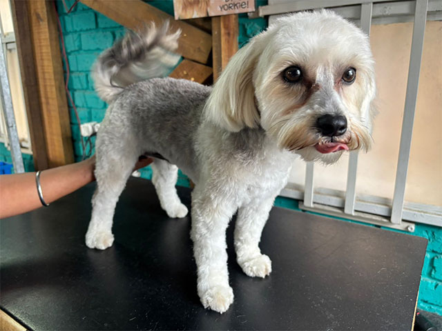 Mossel Bay Doggy Parlour Dogmatrix 2025 04