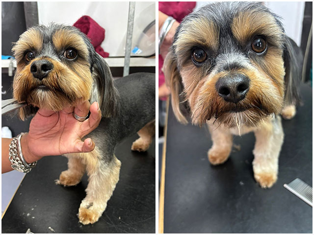 Mossel Bay Doggy Parlour Dogmatrix 2025 05