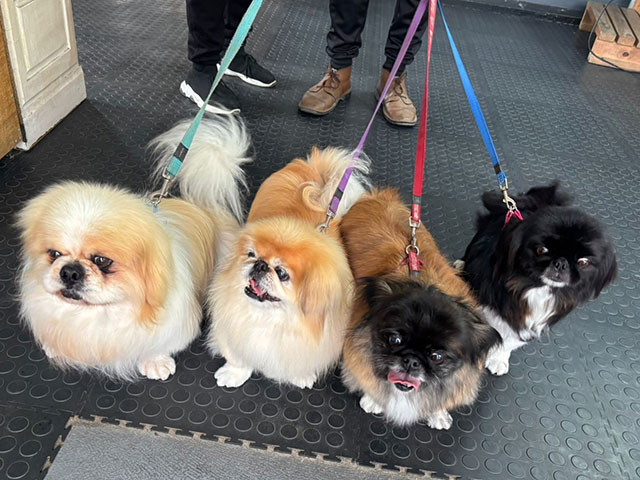 Mossel Bay Doggy Parlour Dogmatrix 2025 06