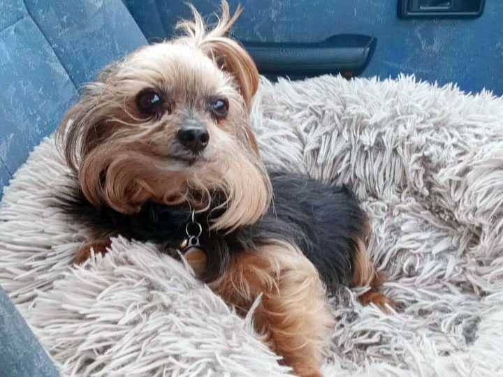 Mossel Bay Doggy Parlour Dogmatrix 2025 07